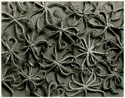 Koelpinia Linearis by Karl Blossfeldt